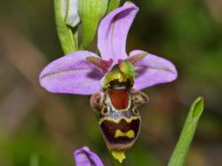 Ophrys apifera orchidee abeille